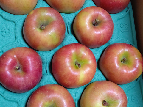 「話題の こうとく !! 」約2.7Kg青森県産 数量限定 高徳 りんご 『話題のリンゴはここみつけたら即買いをお勧めします!!』 林檎 apple
