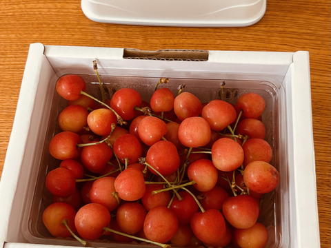 〈予約販売〉お試しサイズ　もぎたて当日発送　佐藤錦　500ｇ　家庭用　6月中旬～順次発送　さくらんぼ