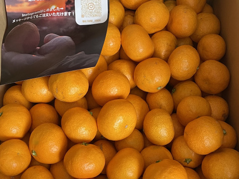 大人気！ちょう小玉食べ過ぎ注意！有田みかん 10kg