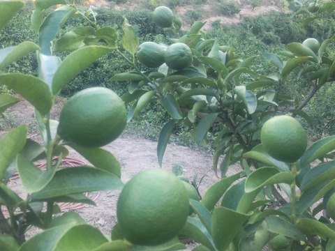 防腐剤、ワックス不使用　皮も使える小玉レモン良品　10kg