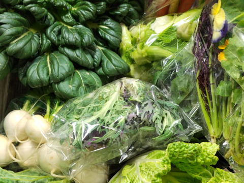 【春めく菜花やつぼみ菜入り】おまかせ野菜セット10種前後～