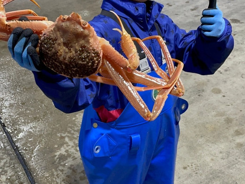 【数量限定】秋田県にかほ市産本ズワイガニ　3〜5匹で1キロ
