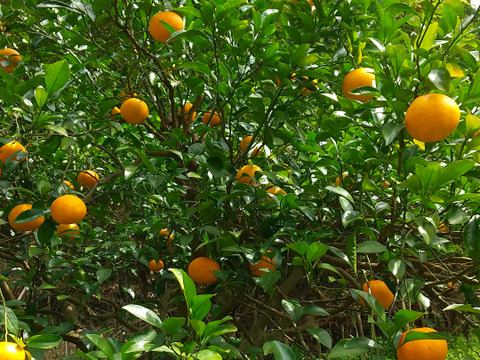 食べごろ！農薬不使用甘夏 5キロ