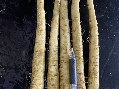 掘りたて新ごぼう　またの名を天御柱根別ごぼう　1kg