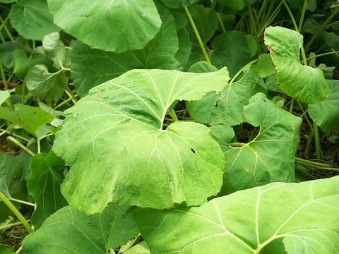 柔らかくみずみずしい【朝採り】 水蕗 フキ