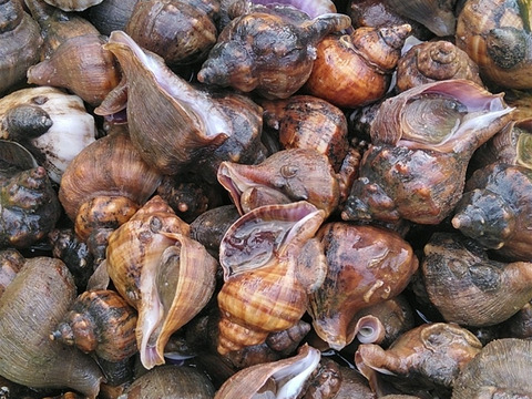 宮城県産 ヒメエゾボラ １０kg（約150粒位） 青ツブ貝 青つぶ貝 唾液腺の除去が必要なので知識を有する方へのみご提供です！