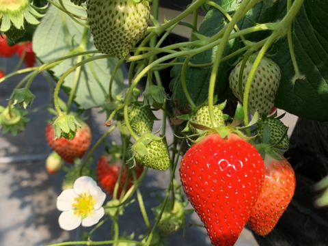 【期間限定】果汁たっぷり！フルーティーな甘みのみおしずく400〜430g