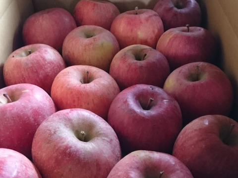 節減対象農薬：当地比5割減栽培、化学肥料除草剤不使用　長野りんご　サンふじ　5キロ