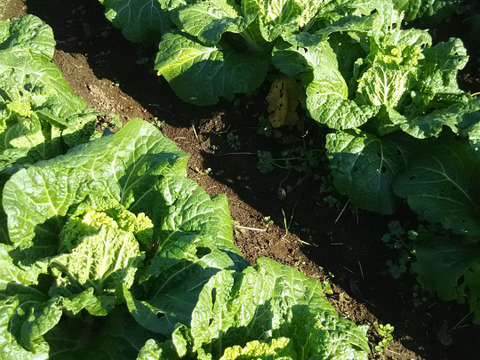 八つ頭いもつき🍠🍠🌅✨✨【数量限定】子供に食べさせたい野菜（５品目～７品目）😋🥬ばぁばのものすごい野菜🥕✨✨✨