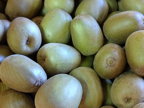 【特大１３個入り】極甘！ キウイフルーツ紅妃  中心が紅い珍品種！ この大きさは希少‼️