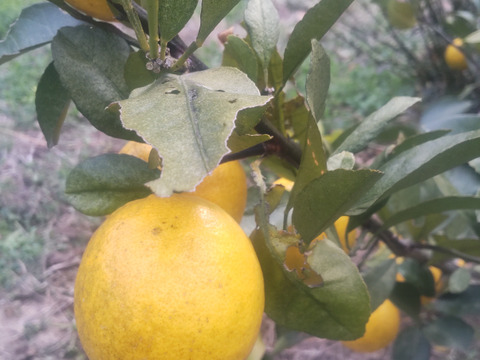 そのまま食べる事が出来る希少レモン　２キロ(約20個入）レモネードレモン