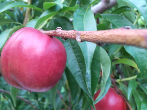 甘酸っぱくてジューシー！ネクタリン『メイグランド』(家庭用約2㎏)