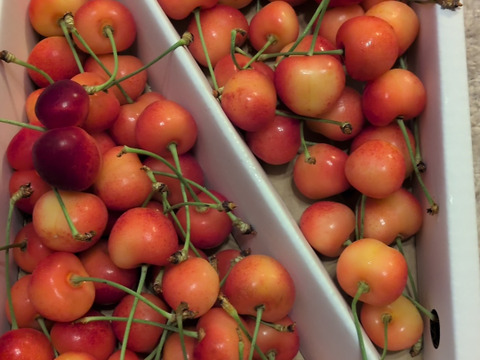 やまがた紅王】家庭用グラデーションセット 🍒700グラム🍒【L