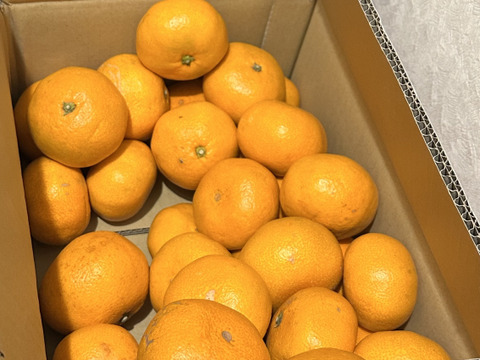 【🍊青島温州 格外品 5kg 】家庭用です。外観の良く無いみかんです。その分お買い得です。