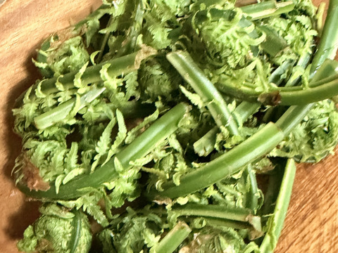 旬をいただく！愛知県豊田市旭産　天然コゴミ 200ｇ