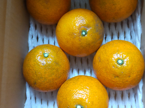 味良し香り良し「愛媛伊予柑」