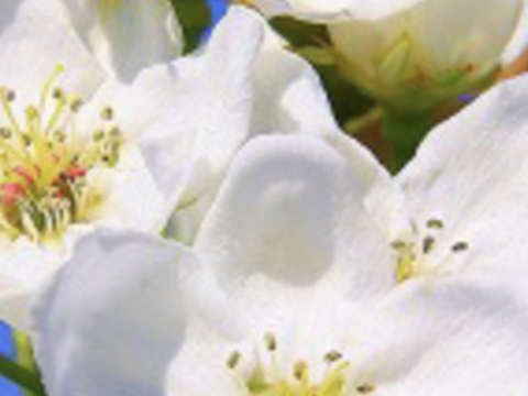 販売終了】幸水梨5kg(8~12個入)✨️甘い‼️とってもジューシーでフルーティー‼️少しの汚れや変形で、贈答用5kg7500円に入れなかった梨たちを集めました✨️味は贈答用と同じです😋