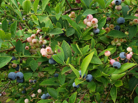 【贈答用】摘みたて　農薬不使用　千葉県産　生ブルーベリー　100g×6パック　セット