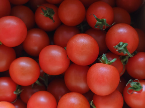 トマト好きが、恋をする。　1000ｇ　金赤トマト　ﾐﾆﾄﾏﾄ