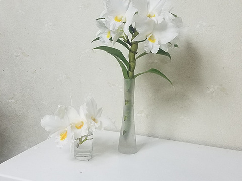 【蘭の福箱❁⃘*.ﾟ】夏の蘭 フォーミディブルの鉢花＆切り花