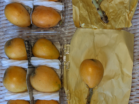 🍋びわ　中玉Ｌサイズ  １５個入り