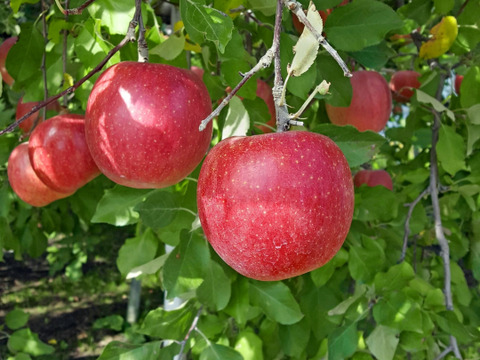 【予約】サンふじりんご　信州安曇野市産　優品　5㎏箱　約12〜16玉