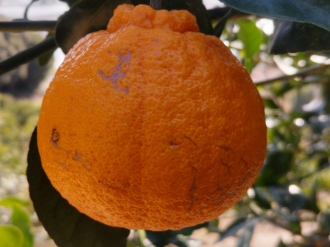 訳あり！不知火「約5キロ」