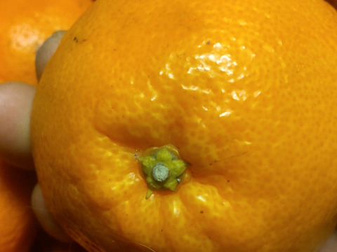 広島県産柑橘はるみとレモン10個　合計10kg