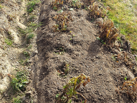 『自然栽培新じゃがいも　アンデスレッド』【農薬完全不使用 完全無肥料栽培 】！淡路島産〙60サイズ！！【2キロ】自然農法