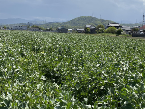 4月下旬発送　旬のそら豆5キロ