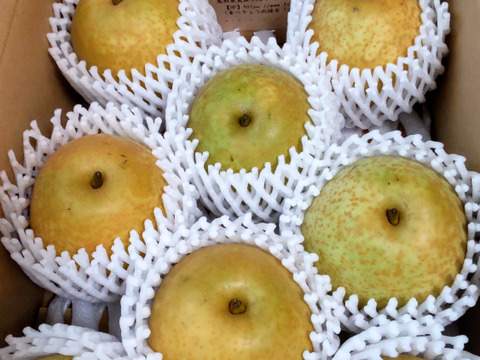 新品種！！甘太梨3kg(6～9玉入り)