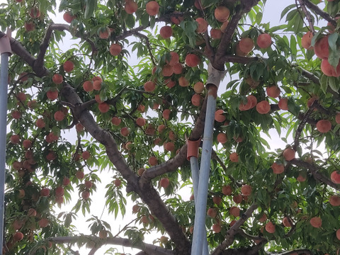 桃（川中島白桃）2.5kg ６玉〜10玉