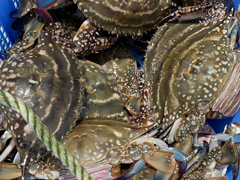 漁師直送！カンジャンケジャン！大サイズ1匹(約450g)〆たカニを使用！