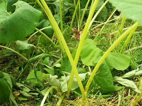 柔らかくみずみずしい【朝採り】 水蕗 フキ