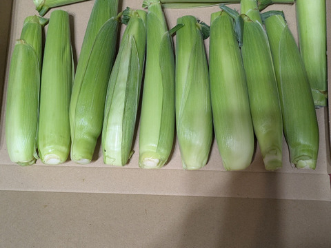 【今が旬！】沖縄の初採れヤングコーン約700g