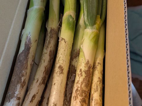 ✅🎁人気NO.2🚩✅【冬タイムセール】🎁至福の極甘ネギ❗️❗️⭕️Mサイズ【3本増量】30本❗❗3,080円→980円<約3kg>✨信州産✨【特別栽培】✨