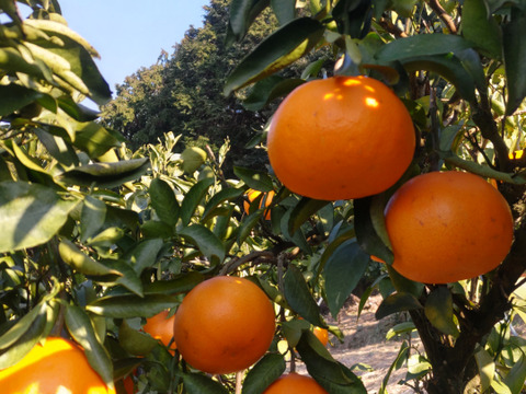 完熟せとか！「家庭用約3キロ」