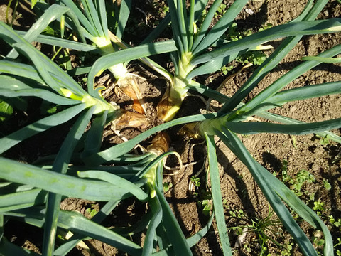((((；゜Д゜)))くさ～いセット🥕【旬の葉玉ねぎとニラ❗❗】ばぁばのモノスゴイ野菜🧅✨✨✨