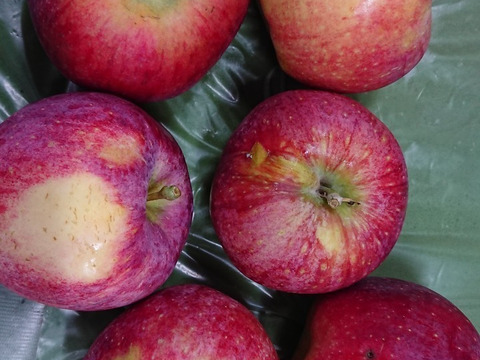 【訳ありにつきお買い得】シナノリップバラ詰め　ご家庭用約３キロ　真夏のジューシーリンゴ！