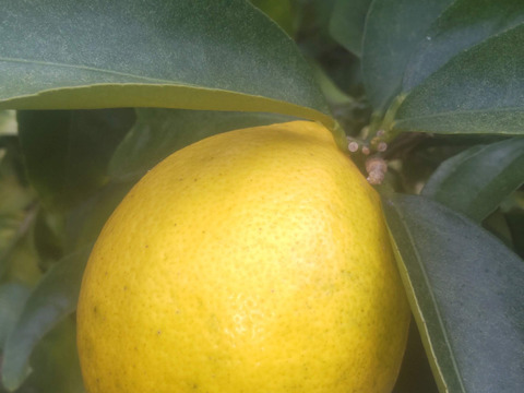 防腐剤、ワックス不使用　皮ごと使用  広島県産希少レモン 璃の香 訳あり品   ２kg(約13個入）即日発送可能