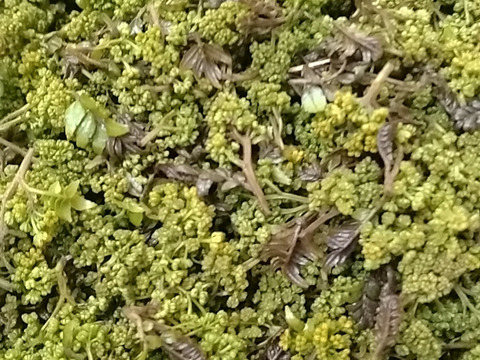 【数量限定】丹波篠山産　冷凍花山椒　50g