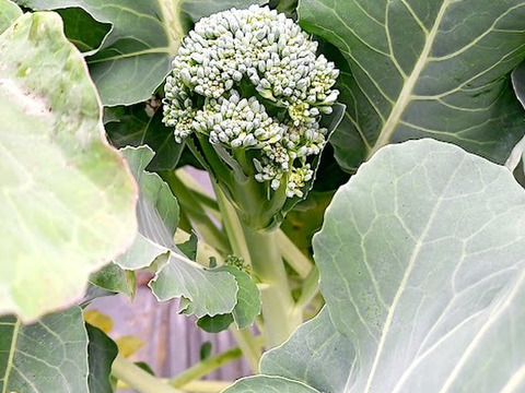 畑から直送 茎ブロッコリー 2kg 出荷日当日の朝に収穫します スティックセニョール 高知県産の野菜 食べチョク 産地直送 産直 お取り寄せ通販 農家 漁師から旬の食材を直送