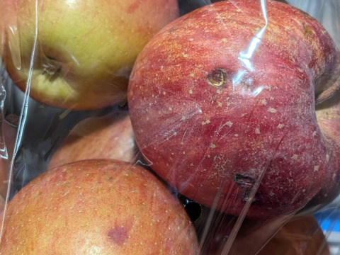 ふじリンゴ24玉