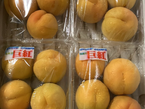 あんず ご好評販売中 杏各種 生食用・加工にも最適 「信州サワー