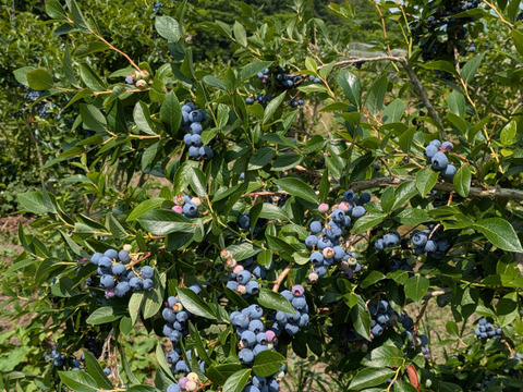 令和7年収穫　北海道産ブルーベリー　【冷凍1kg】