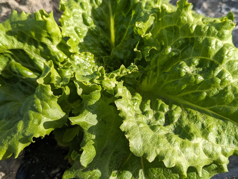 シャッキシャキ‼️みずみずしさが段違い 
リーフレタス６玉と玉レタス２玉セット