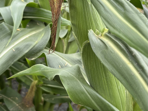 大きくて甘〜いとうもろこし　400g以上 A2Lサイズ