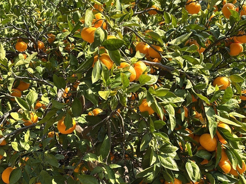 有田みかん【3kg（箱込）・ご家庭用】