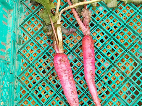 ちょっとだけ食べたい方向け！変わった野菜セット🥒🍆