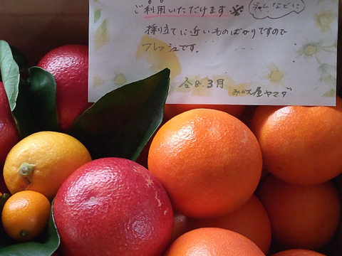 【三ヶ日産】ブラッドオレンジ   約2.5kg